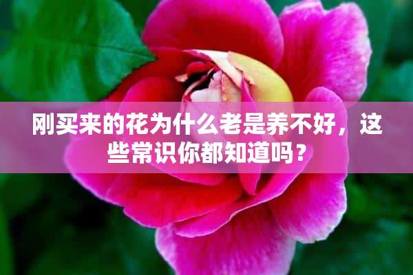 刚买来的花为什么老是养不好，这些常识你都知道吗？