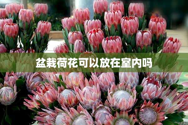 盆栽荷花可以放在室内吗