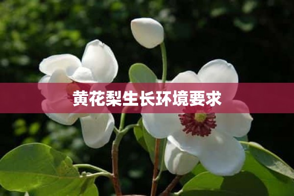 黄花梨生长环境要求