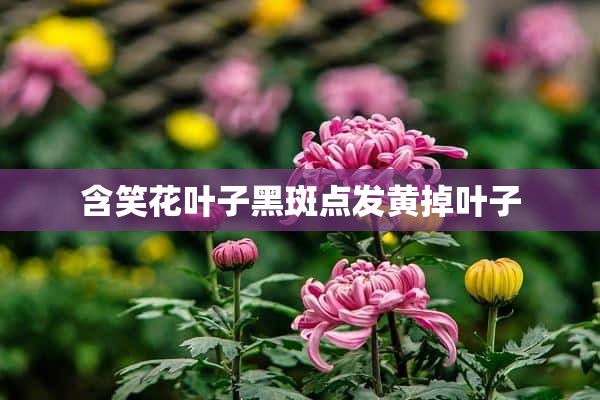 含笑花叶子黑斑点发黄掉叶子