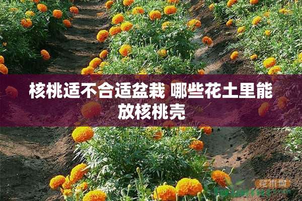 核桃适不合适盆栽 哪些花土里能放核桃壳