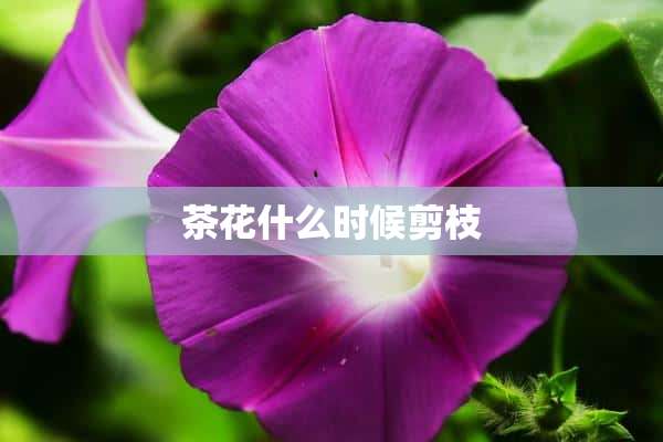 茶花什么时候剪枝