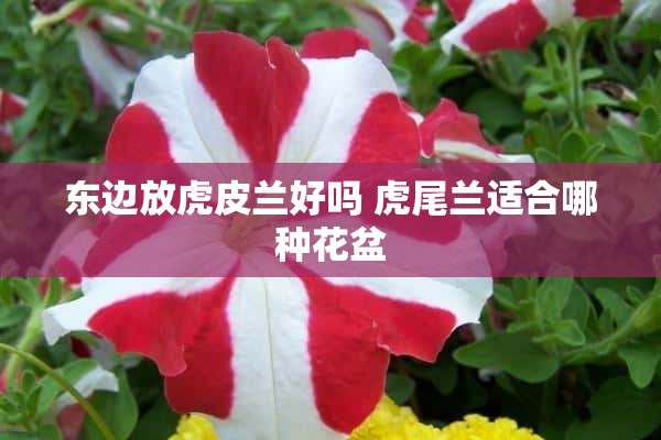 东边放虎皮兰好吗 虎尾兰适合哪种花盆