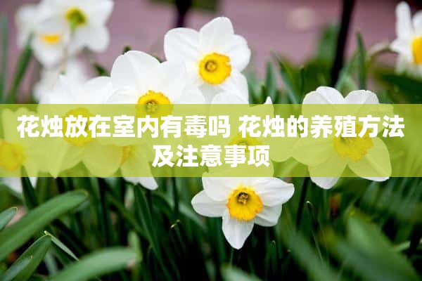 花烛放在室内有毒吗 花烛的养殖方法及注意事项