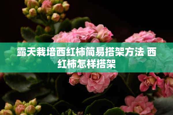 露天栽培西红柿简易搭架方法 西红柿怎样搭架