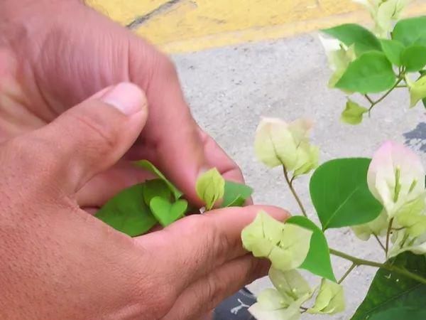 盆栽三角梅的养殖方法(没想到它今年开花更多了) 花卉 第4张