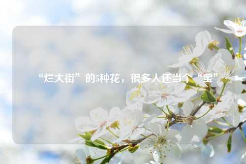 “烂大街”的5种花，很多人还当个“宝” 花卉