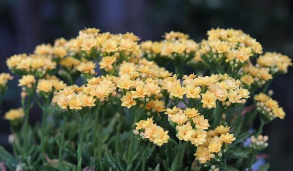 长寿花喜欢阳光吗(一年四季这样晒) 花卉 第3张