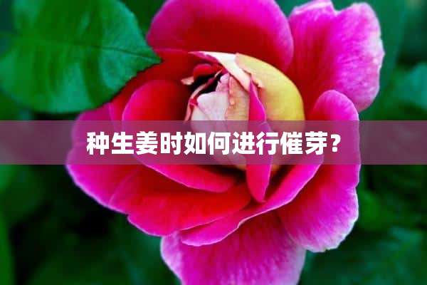 种生姜时如何进行催芽？