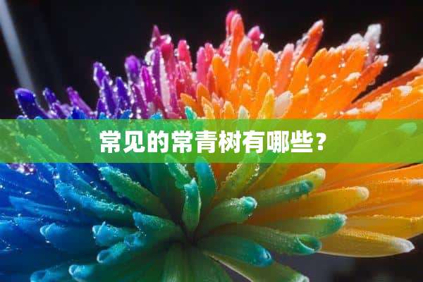 常见的常青树有哪些？