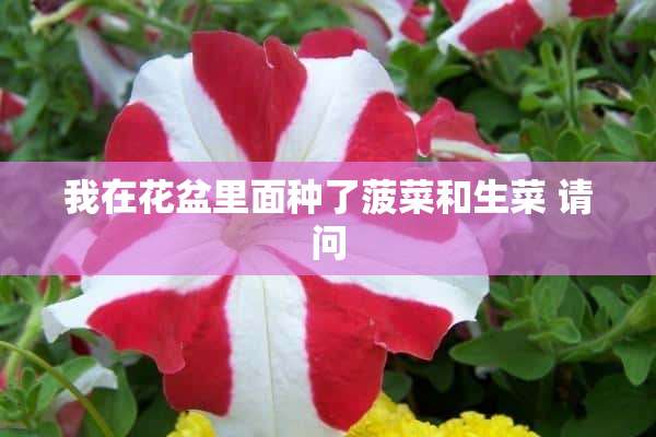 我在花盆里面种了菠菜和生菜 请问