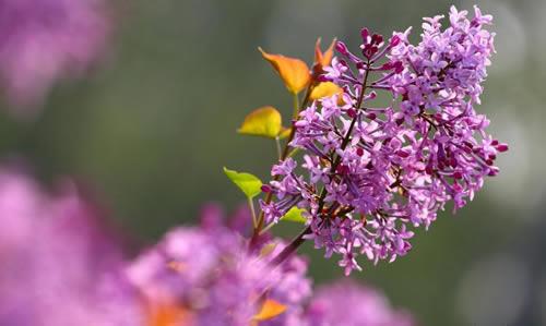 丁香花什么时候开花？丁香花的开花时间