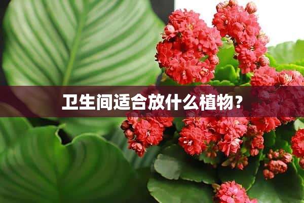 卫生间适合放什么植物？