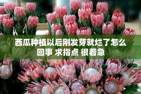 西瓜种植以后刚发芽就烂了怎么回事 求指点 很着急