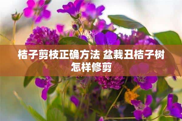 桔子剪枝正确方法 盆栽丑桔子树怎样修剪