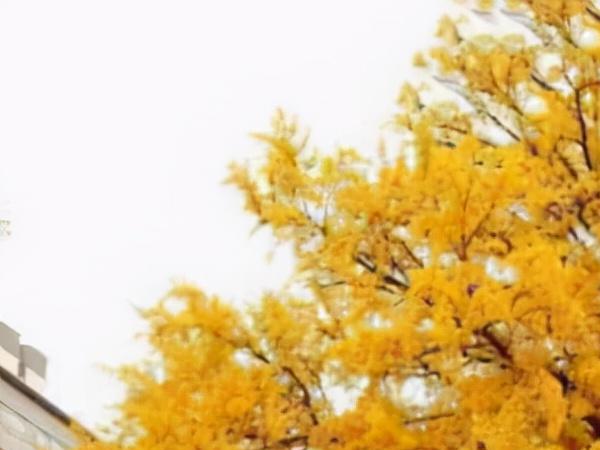 银杏树多少一颗(世界自然保护联盟) 花卉 第6张