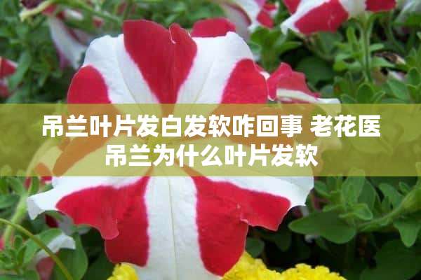 吊兰叶片发白发软咋回事 老花医吊兰为什么叶片发软