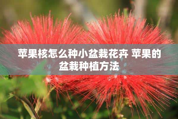 苹果核怎么种小盆栽花卉 苹果的盆栽种植方法