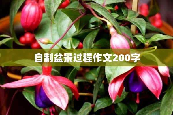 自制盆景过程作文200字