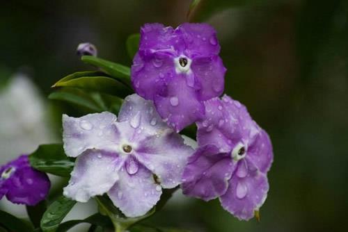 双色茉莉的花语是什么？双色茉莉的象征意义