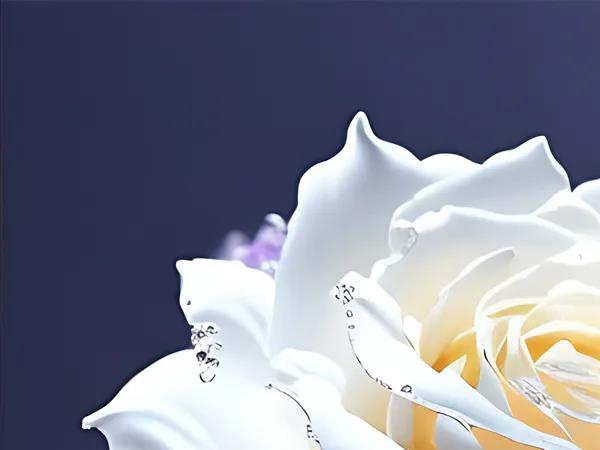 白玫瑰花图片(象征着你的十年大运即将开启) 花卉