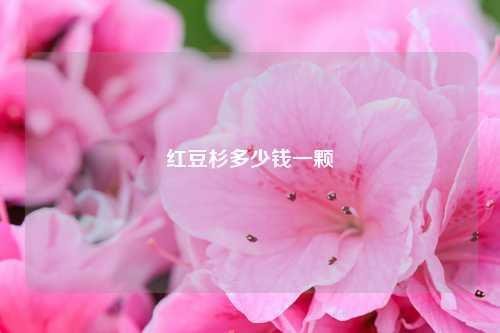 红豆杉多少钱一颗 花卉