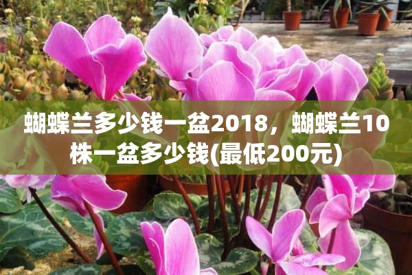 蝴蝶兰多少钱一盆2018，蝴蝶兰10株一盆多少钱(最低200元)