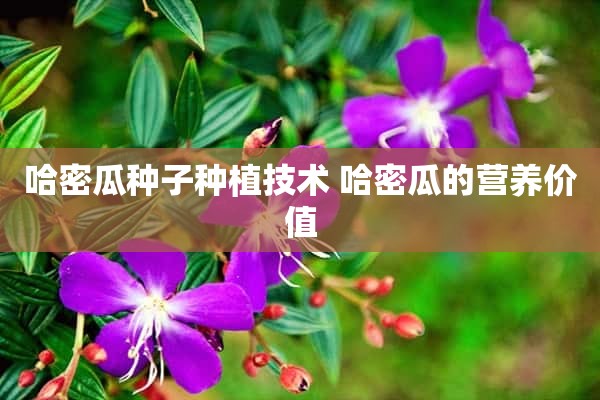 哈密瓜种子种植技术 哈密瓜的营养价值