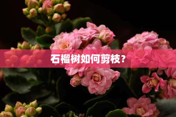 石榴树如何剪枝？