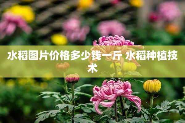 水稻图片价格多少钱一斤 水稻种植技术