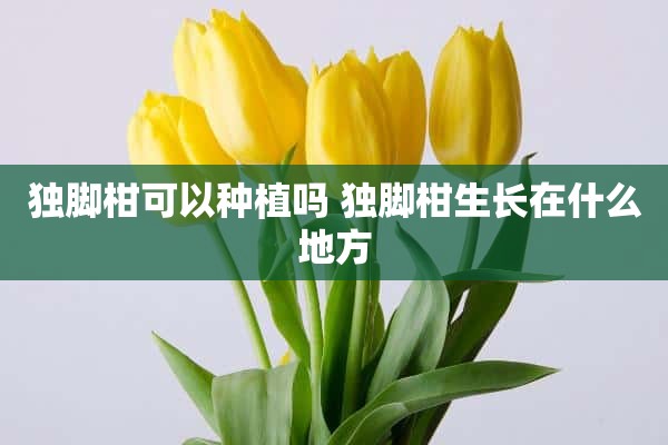 独脚柑可以种植吗 独脚柑生长在什么地方