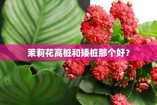 茉莉花高桩和矮桩那个好？