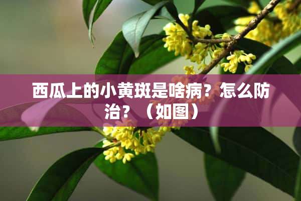 西瓜上的小黄斑是啥病？怎么防治？（如图）