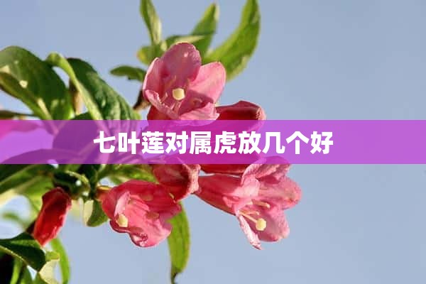 七叶莲对属虎放几个好