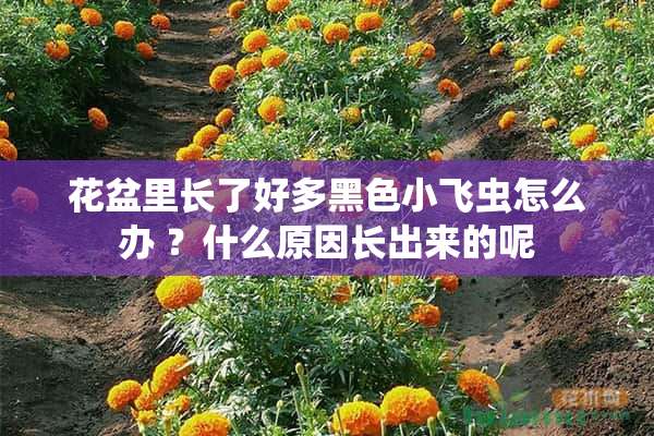 花盆里长了好多黑色小飞虫怎么办 ？什么原因长出来的呢