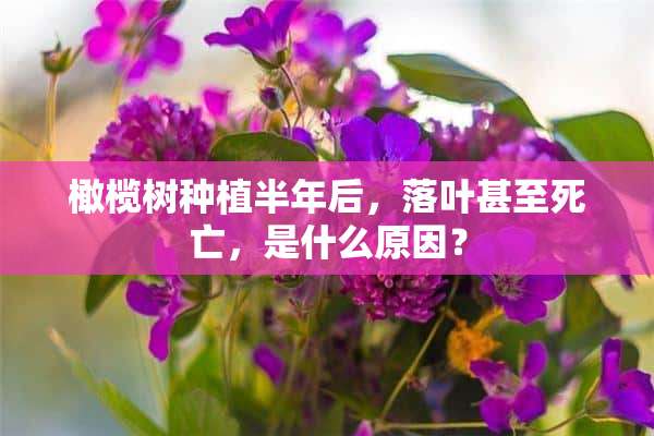 橄榄树种植半年后，落叶甚至死亡，是什么原因？