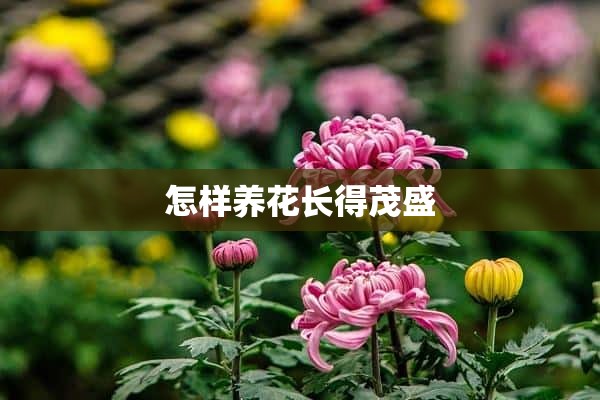 怎样养花长得茂盛