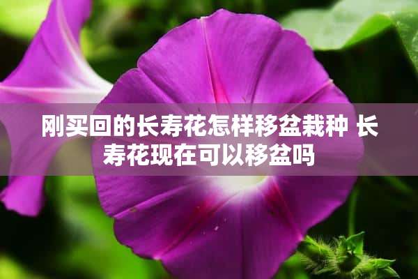 刚买回的长寿花怎样移盆栽种 长寿花现在可以移盆吗