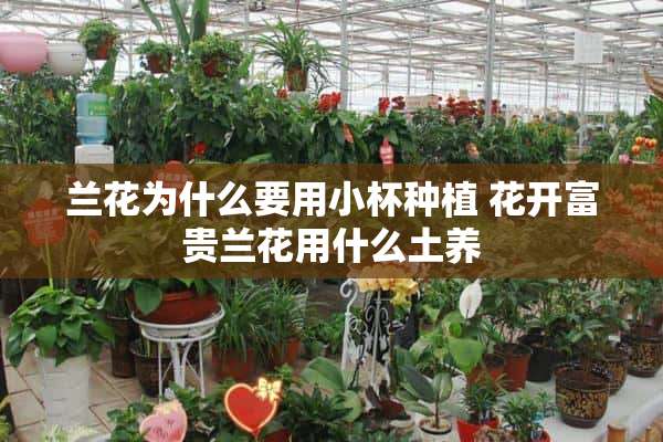 兰花为什么要用小杯种植 花开富贵兰花用什么土养