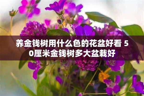 养金钱树用什么色的花盆好看 50厘米金钱树多大盆栽好