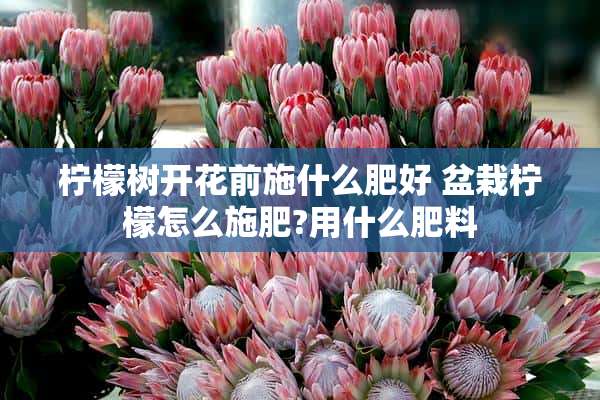 柠檬树开花前施什么肥好 盆栽柠檬怎么施肥?用什么肥料