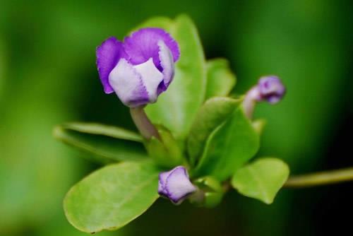 双色茉莉为什么不开花？双色茉莉不开花怎么处理？