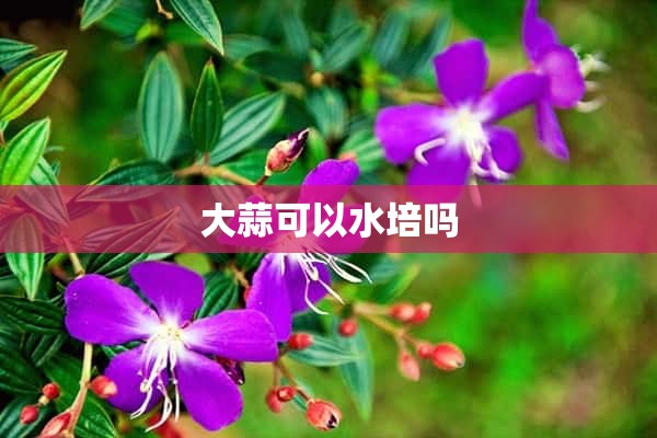 大蒜可以水培吗