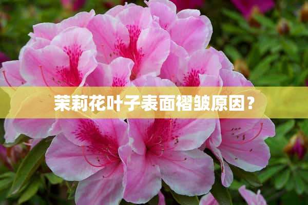 茉莉花叶子表面褶皱原因？