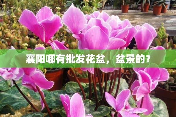 襄阳哪有批发花盆，盆景的？