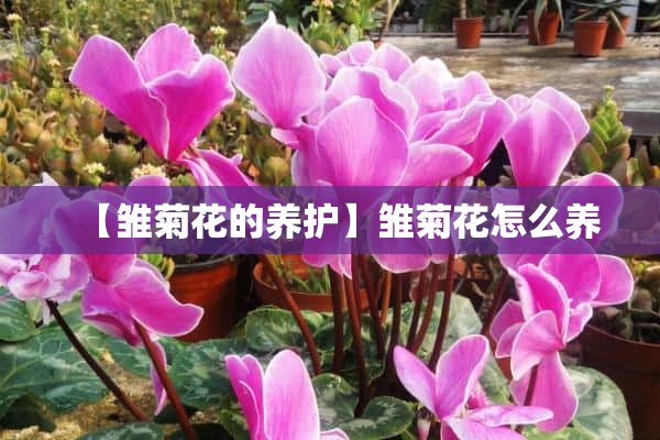 【雏菊花的养护】雏菊花怎么养