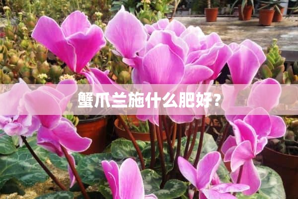 蟹爪兰施什么肥好？