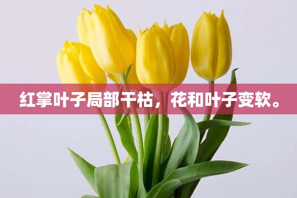 红掌叶子局部干枯，花和叶子变软。