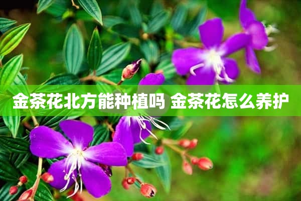 金茶花北方能种植吗 金茶花怎么养护