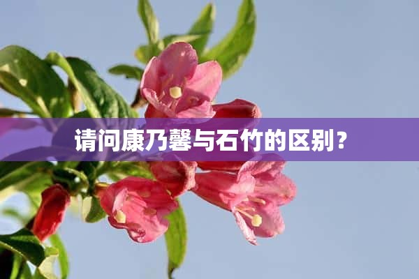 请问康乃馨与石竹的区别？